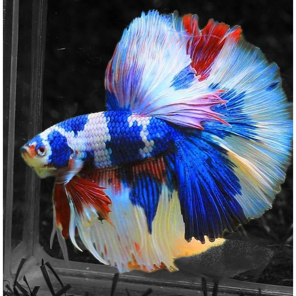 HM Giant Marble Multicolor Jumbo