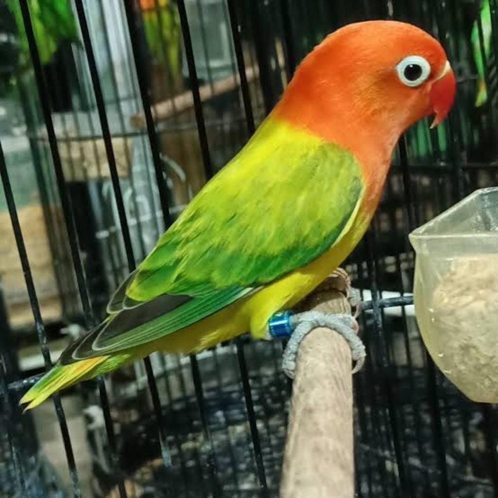 BIOLA EWING GRENN JANTAN