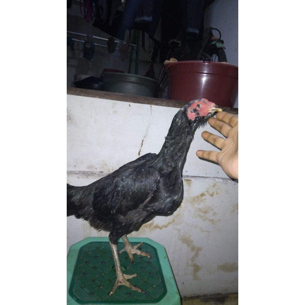 ayam bangkok betina/biang bangkok/ babon ayam bangkok