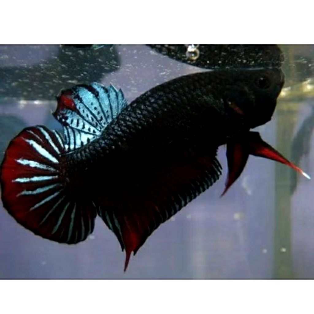 Ikan Cupang Bagan Aduan Super M++ - Petarung Agresif, Mental Tangguh, Siap Adu