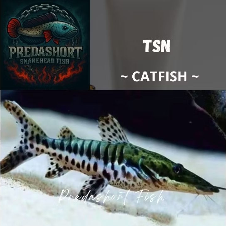 Tiger Shovel Nose Catfish bergaransi