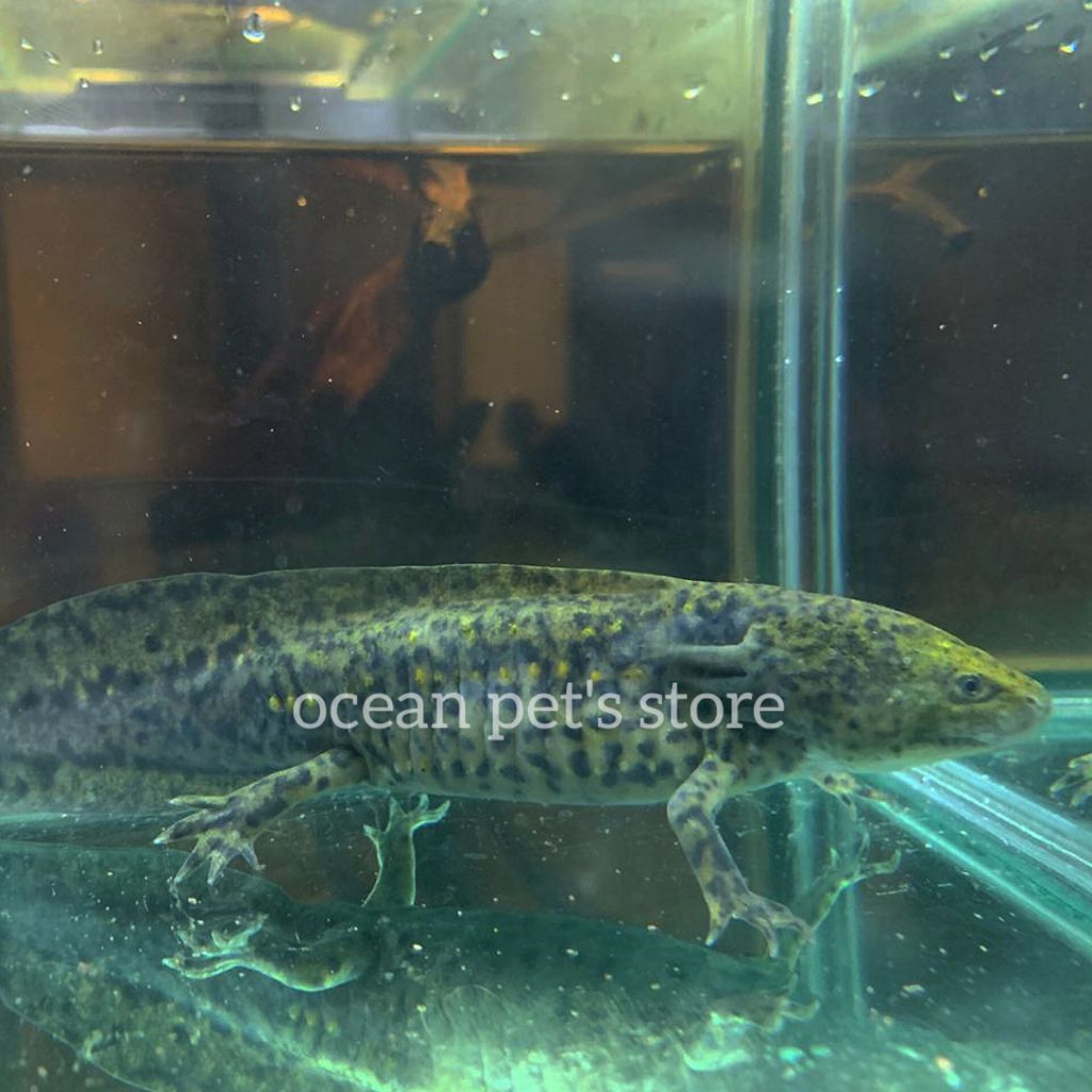 Axolotl Salamander Axolotl marbel hewan peliharaan exotic