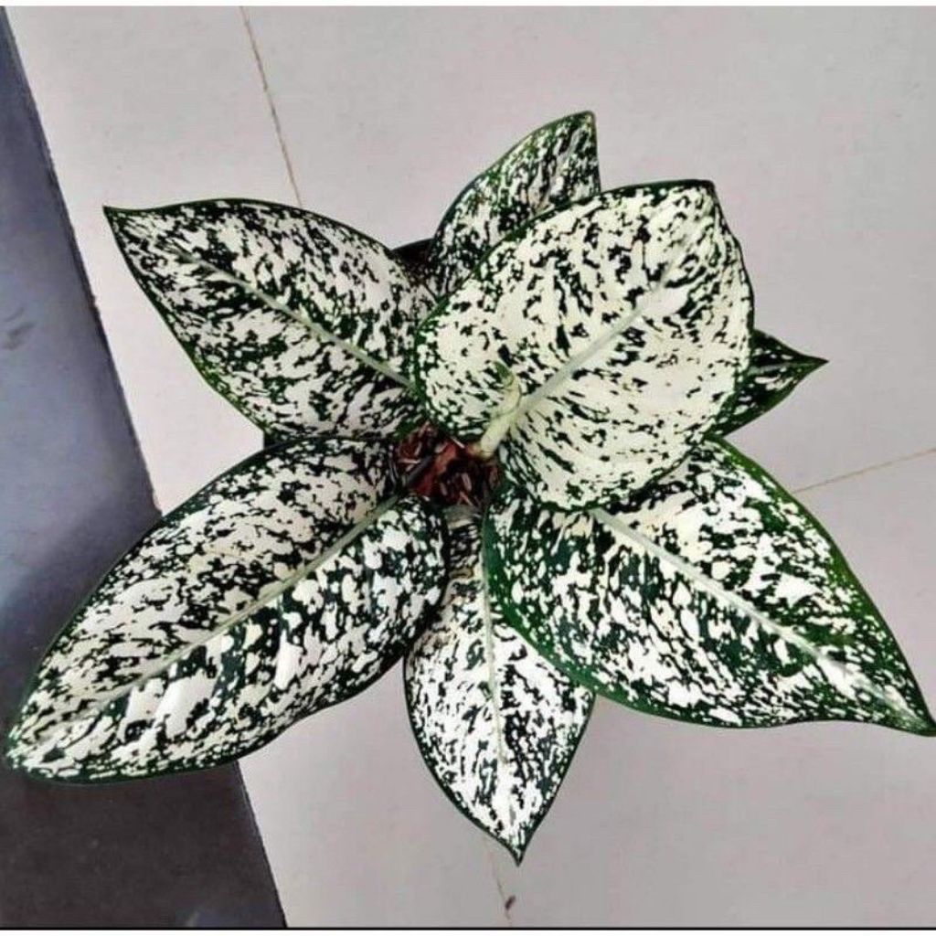 BIBIT AGLONEMA BIG LEAF/TANAMAN HIAS AGLONEMA BIG LEAF