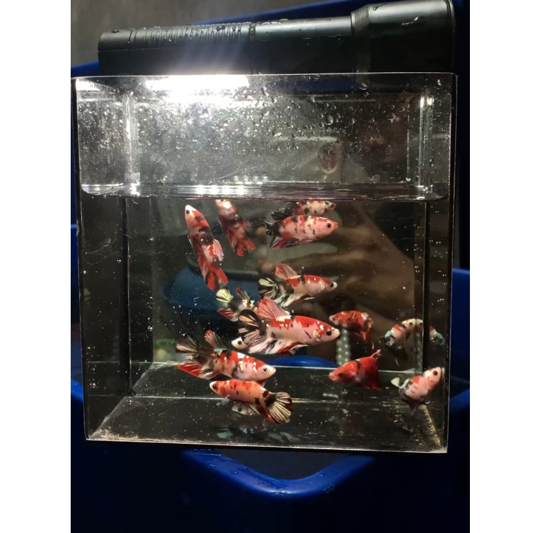 Cupang Red Koi Cooper GRADE