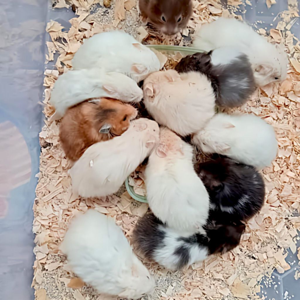 Hamster Syrian Gembul, Lucu, Jinak,Sehat Sirian BigBone Aman untuk Anak anak