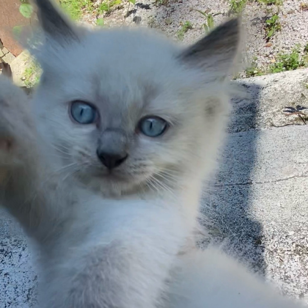 Anak Kucing Siamese Premium – Ready Adopt & Super Imut