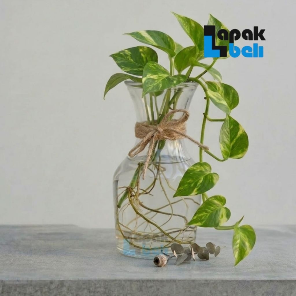 Vas Bunga Kaca / Vas Bunga Karaf / Vas Bunga Bening / Pot Tanaman Artifisial Hidroponik Estetik