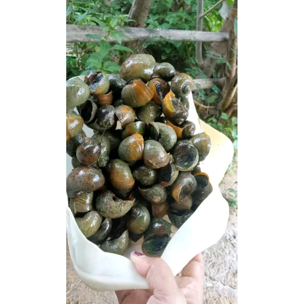 Keong mas / keong sawah 5kg