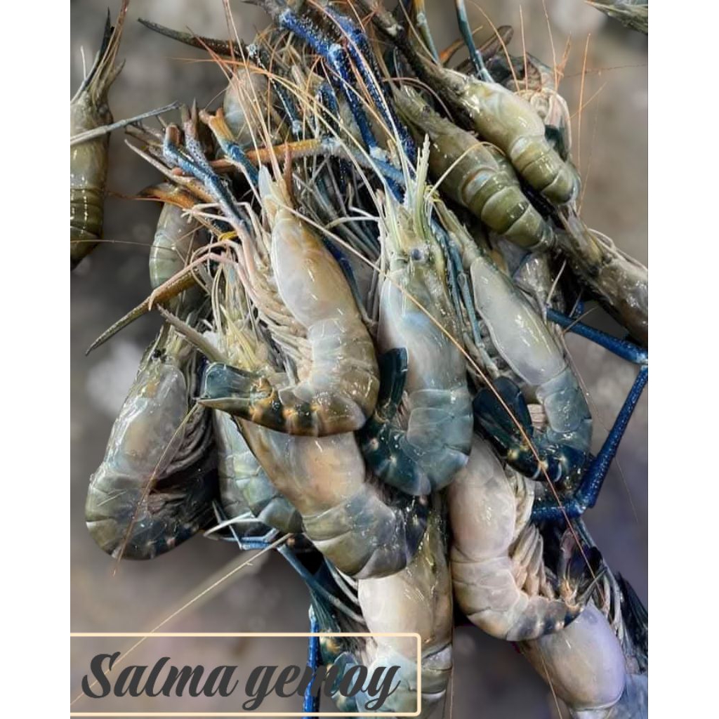 udang galah Segar Udang galah super premium