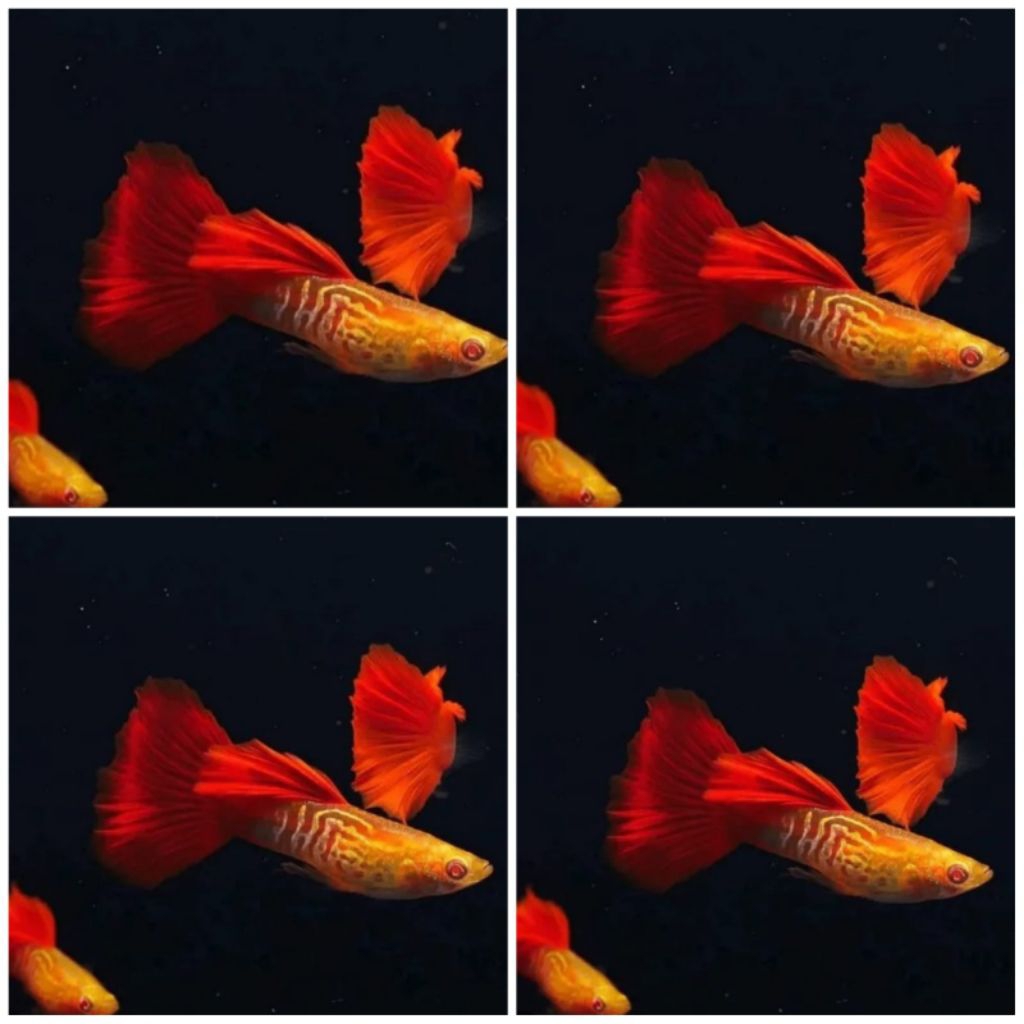 GUPPY ALBINO SNAKE SKIN RED TAIL (ASSRT)