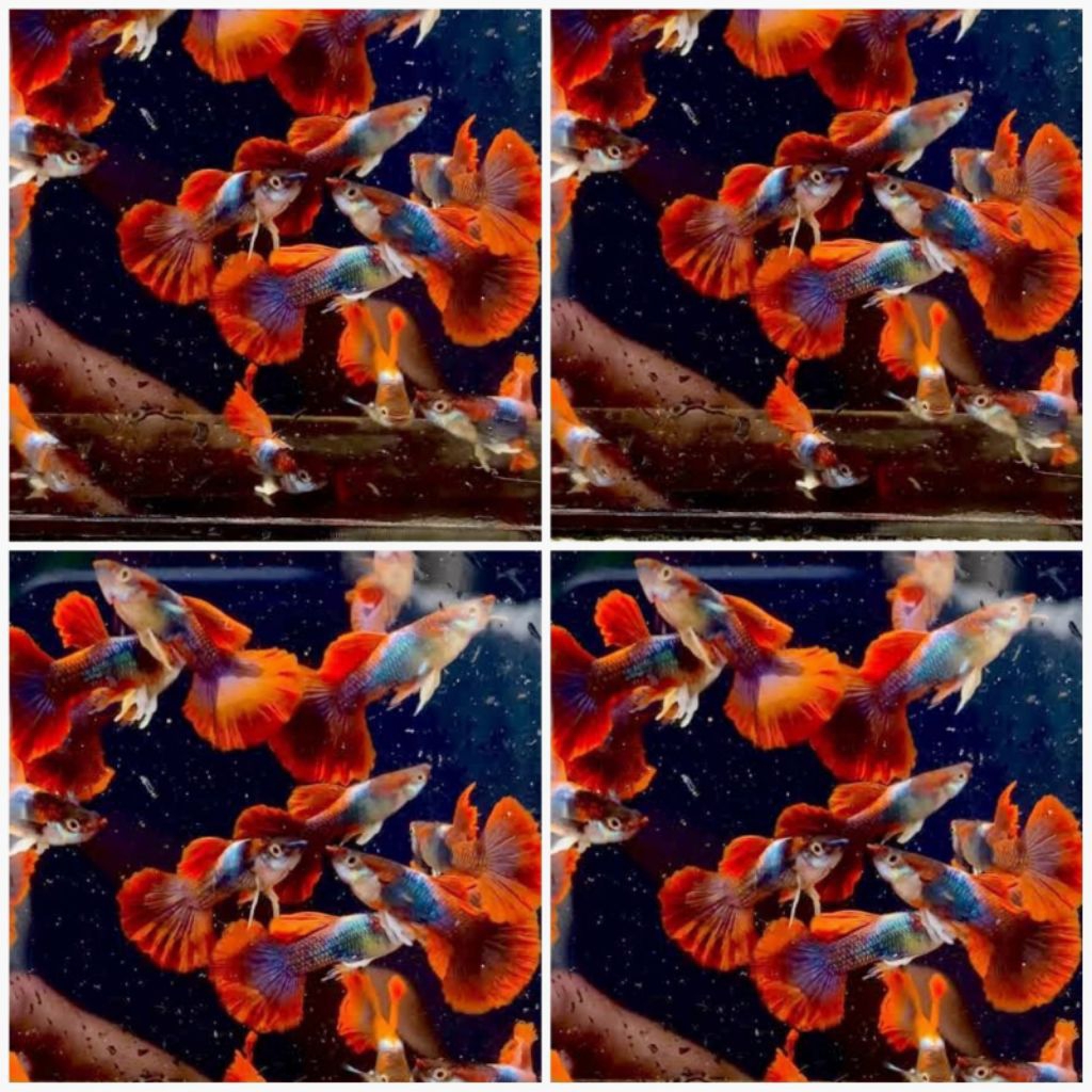GUPPY HB RED ROSE TAIL INDUKAN