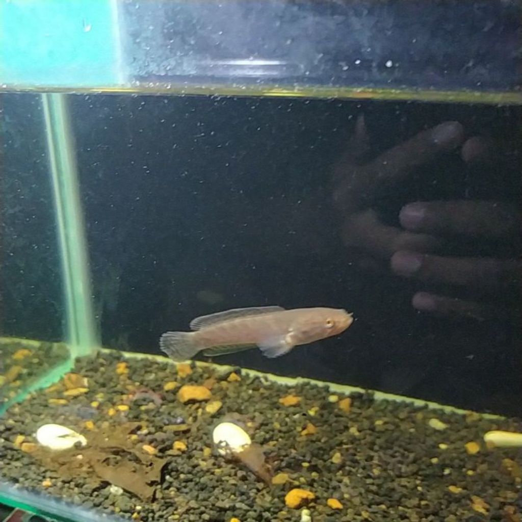 Baby channa limbata grade A+ size 4cm