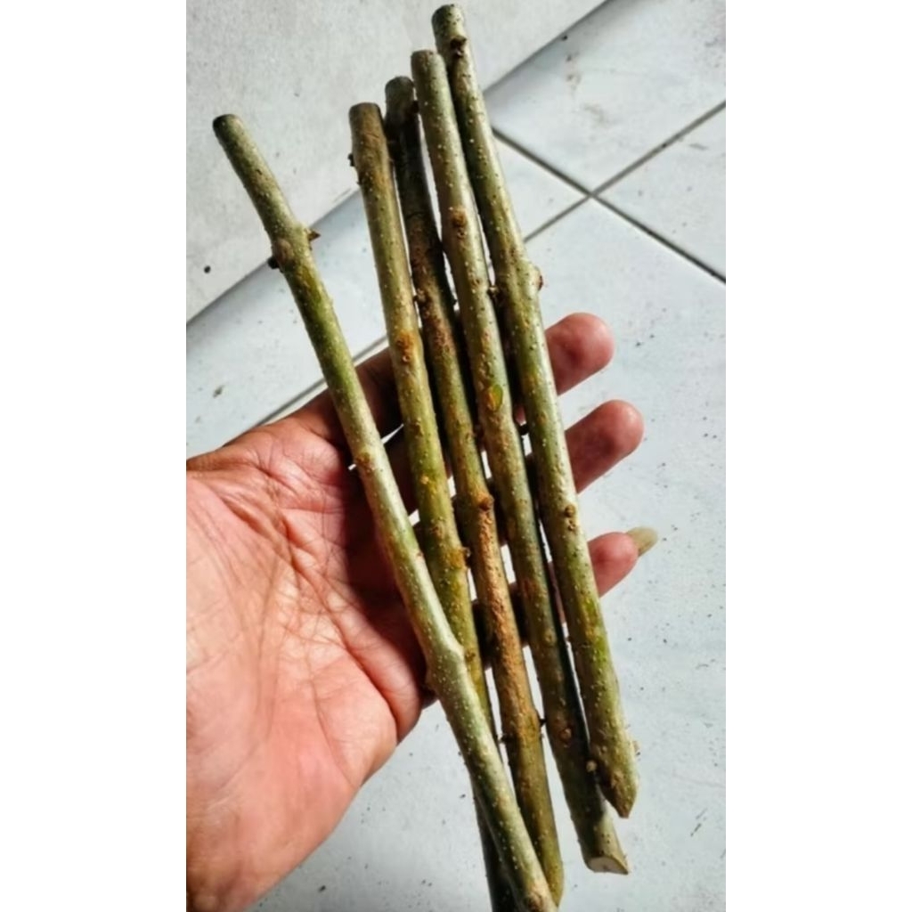 10 batang fresh cutting stek bonsai wareng bintang siap tanam