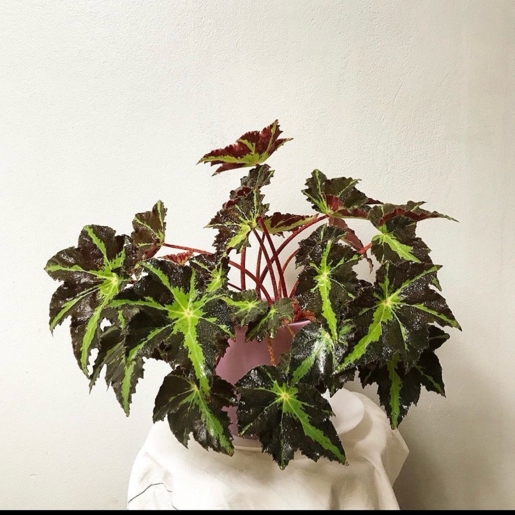 Begonia black star | Tanaman begonia bintang hitam | Begonia plant