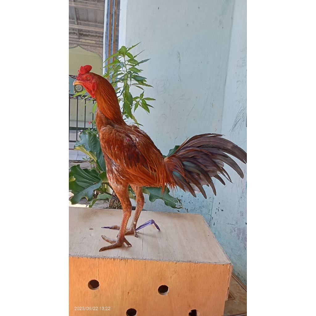 Telur Fertil Ayam Pama Ninja