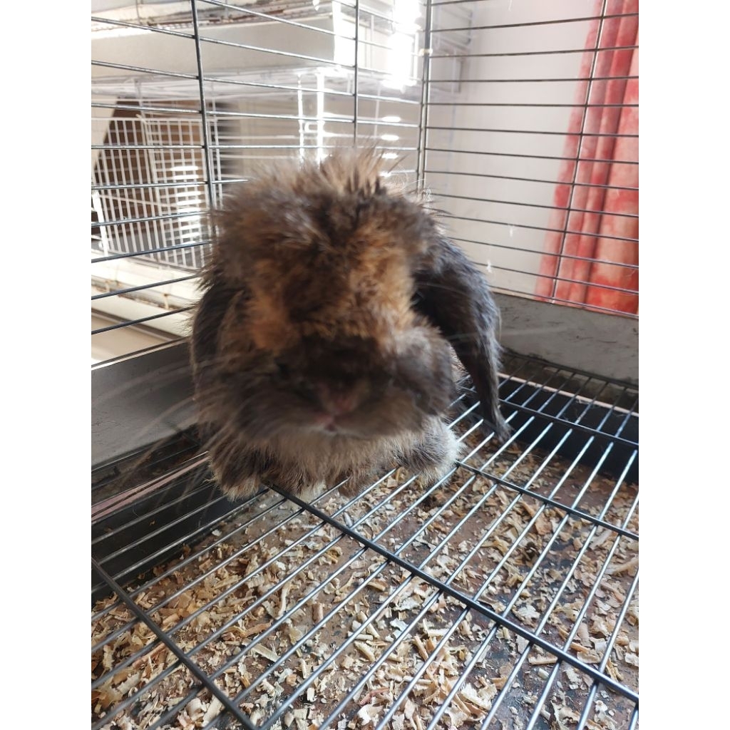 indukan kelinci holland lop tort jantan