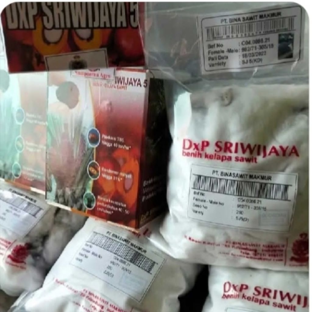 benih kecambah sawit dxp SJ 5
