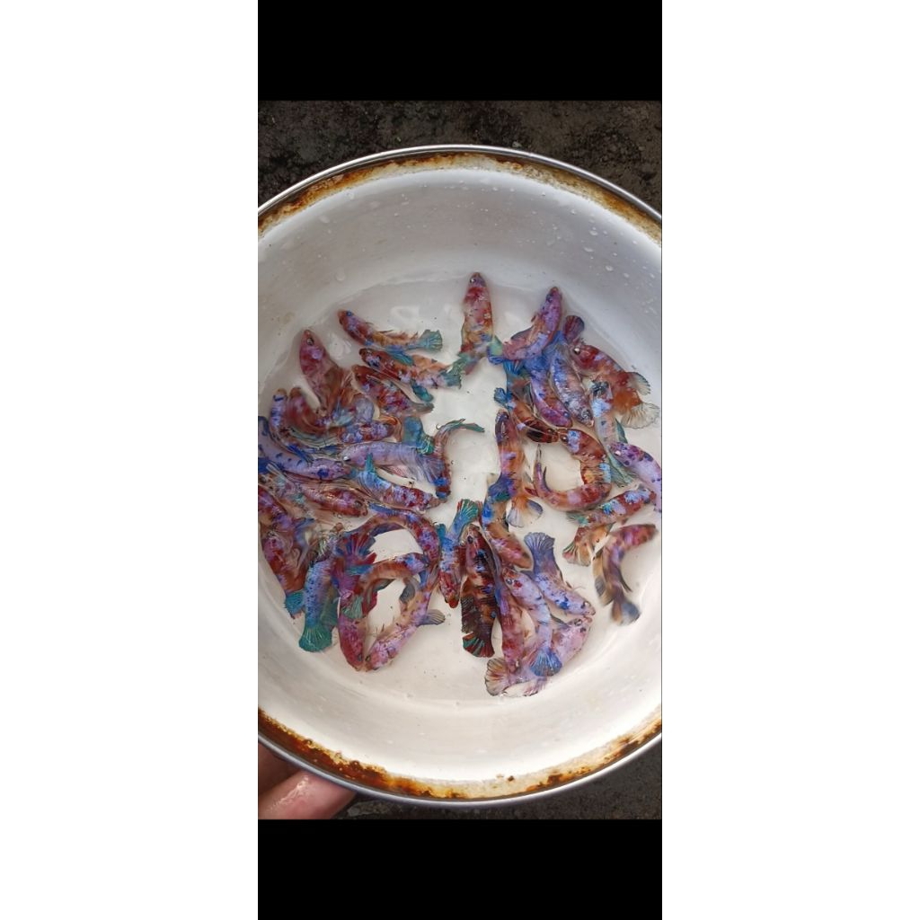 cupang-betina-multycolour