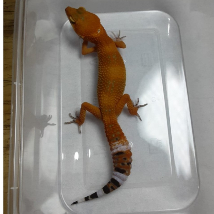 Leopard Gecko SHTCT | Gecko Sehat Aktif | Reptile Jinak Mudah Dipelihara - SH03UN