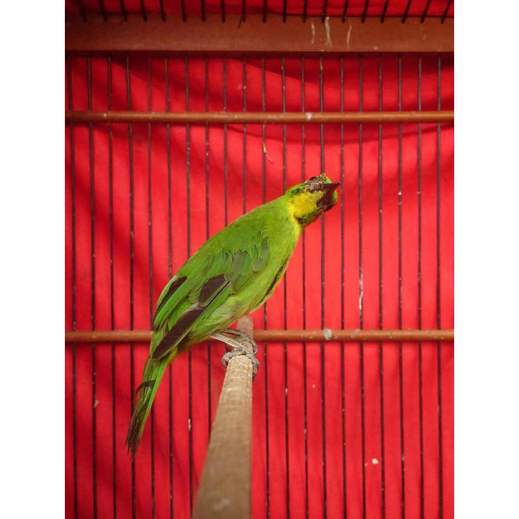 PH BWI gread A (Garansi Jantan)