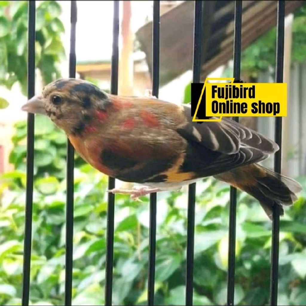 BURUNG RED SISKIN CLASIK REMAJA JANTAN