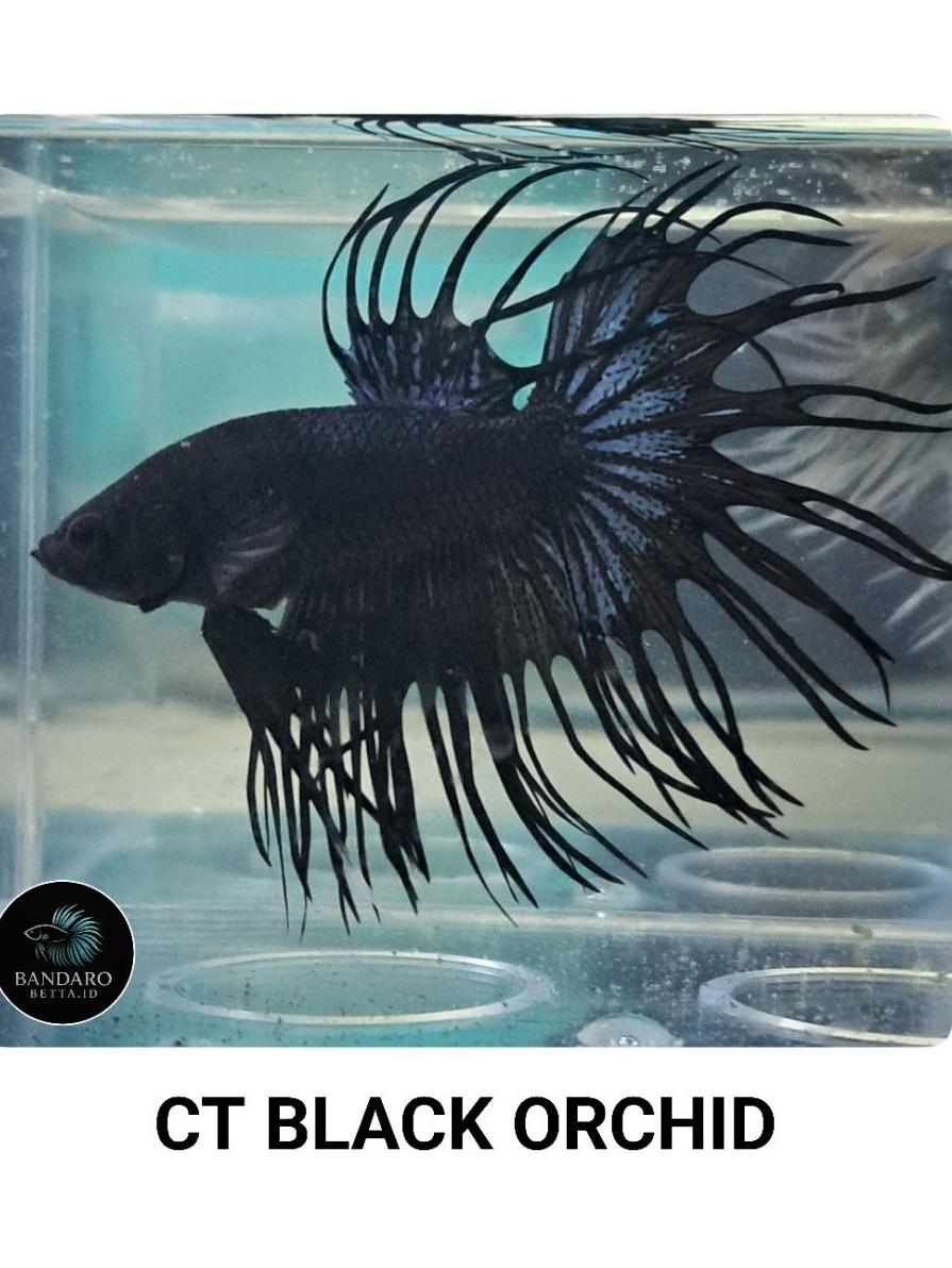 Cupang CT (CrownTail) Black Orchid