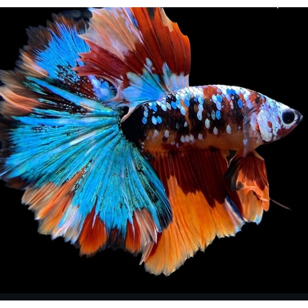 Sepasang Halfmoon Giant Jumbo Warna Full