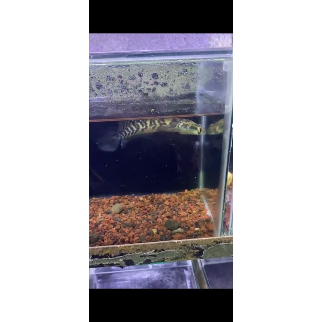 maru Ys fyp full cabung size 15-18cm