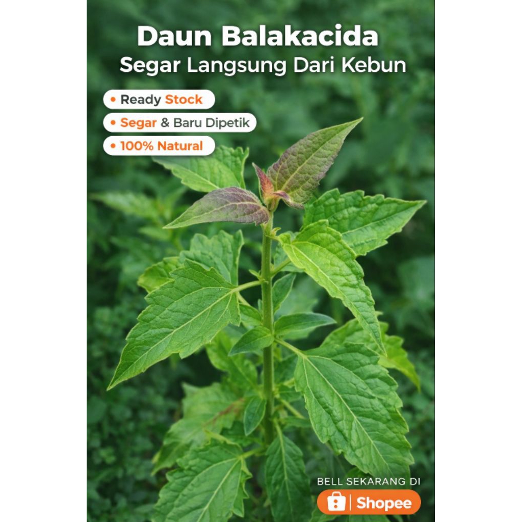 daun balakacida segar herbal tradisional