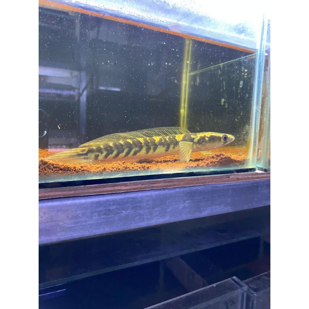 maru ys singgel tank 17-19cm sortiran berkualitas dan bergaransi 100% + free stiker