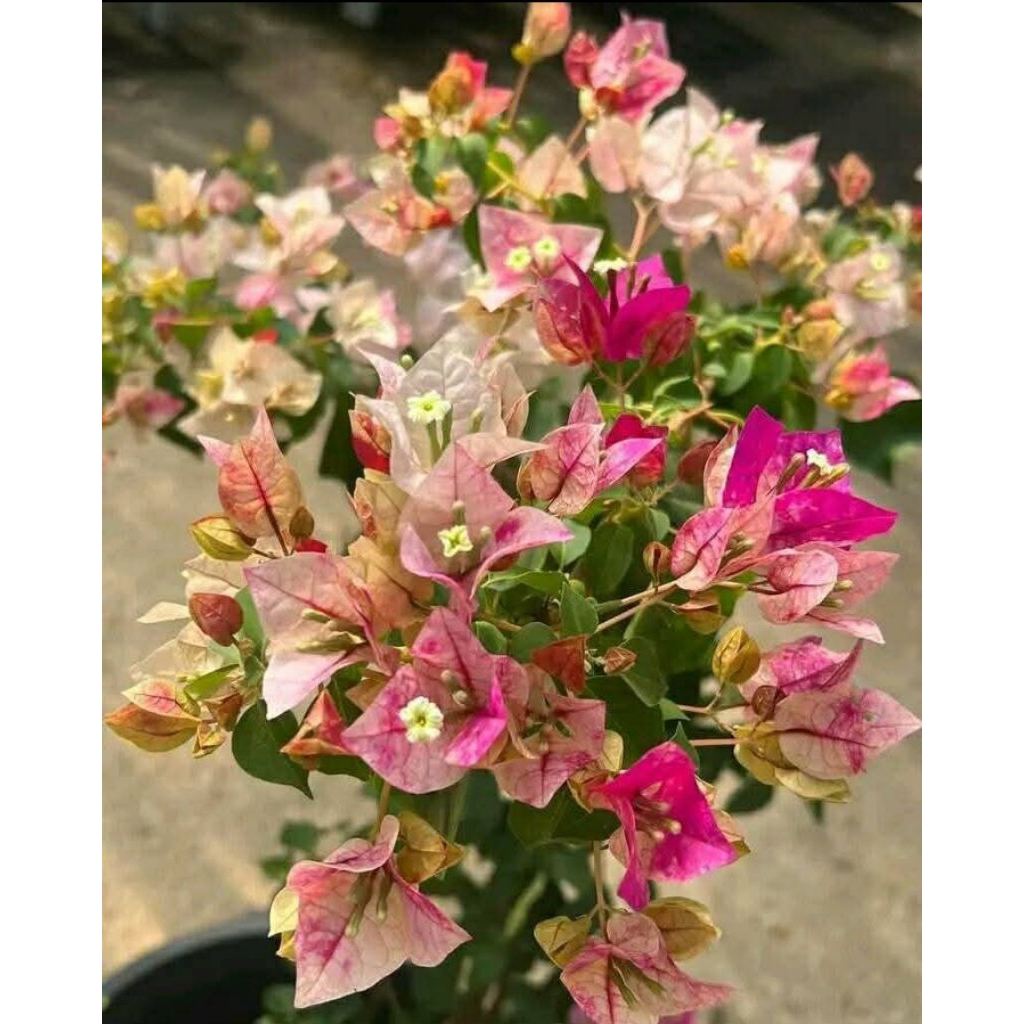 Bibit Bugenville Ori ID Golden Rao