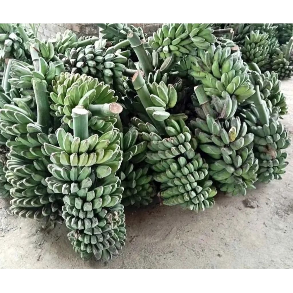 pisang kepok putih 1 sisir