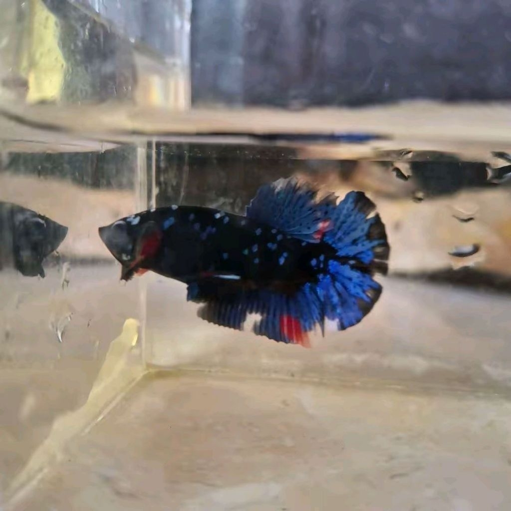 Ikan Cupang Avatar Gordon Premium dengan Mutasi Warna Menawan