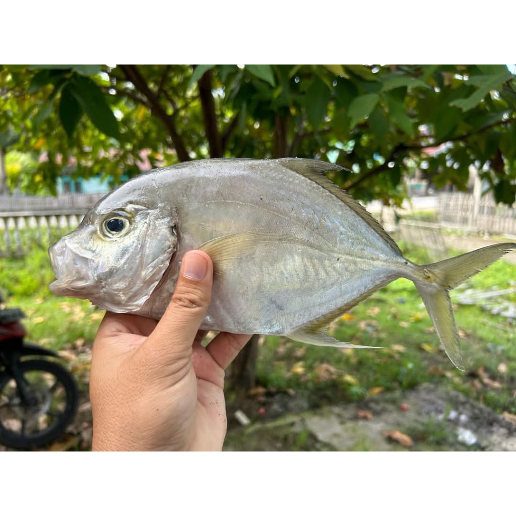ikan kuwe gepeng segar ikan kuwe gatep ikan laut utuh harga/100gr