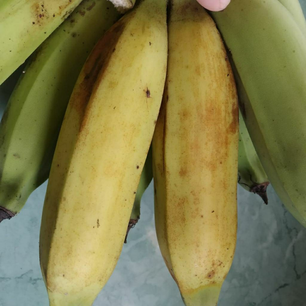 Buah pisang nangka manis Per 1kg. Buah Pisang Nangka Fresh
