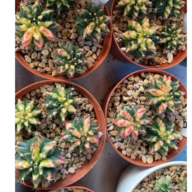 Gymno Multycolor Ownroot (potelan)