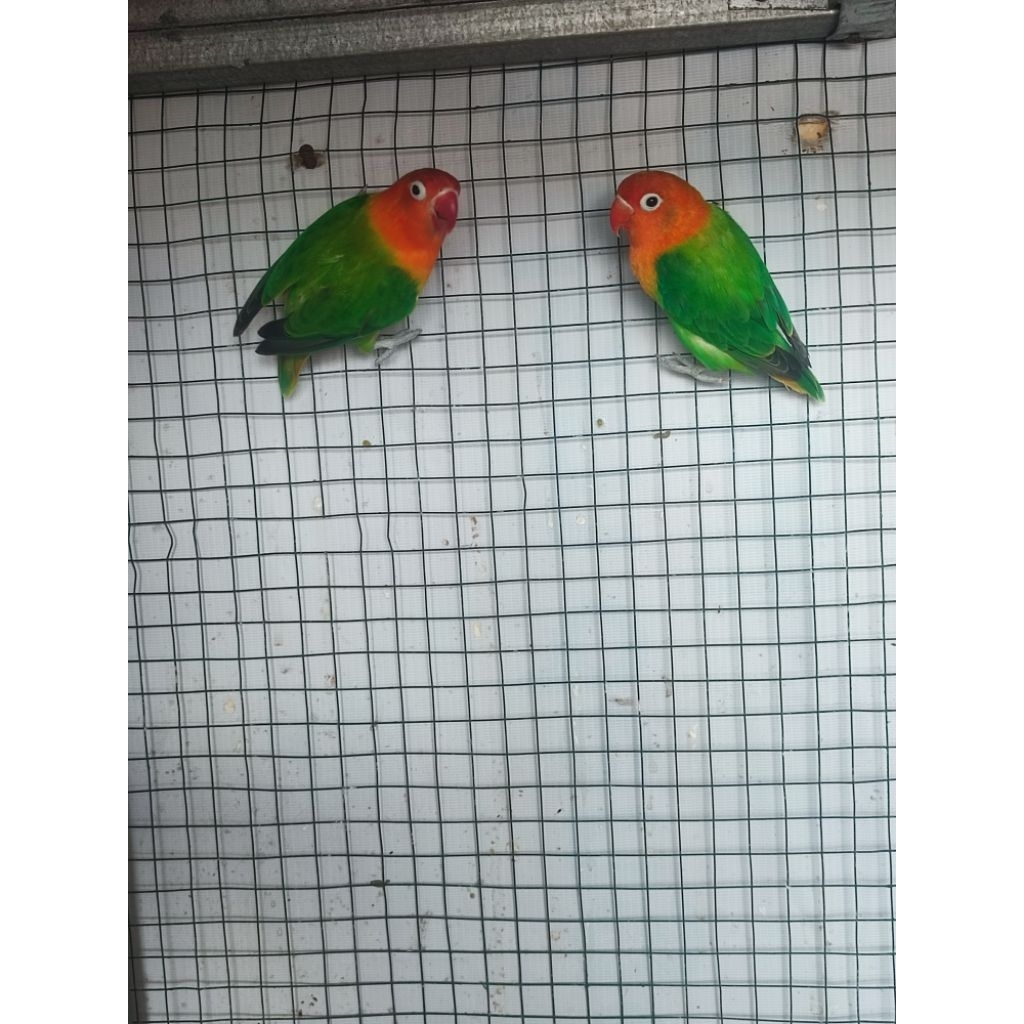 Lovebird biola green dewasa