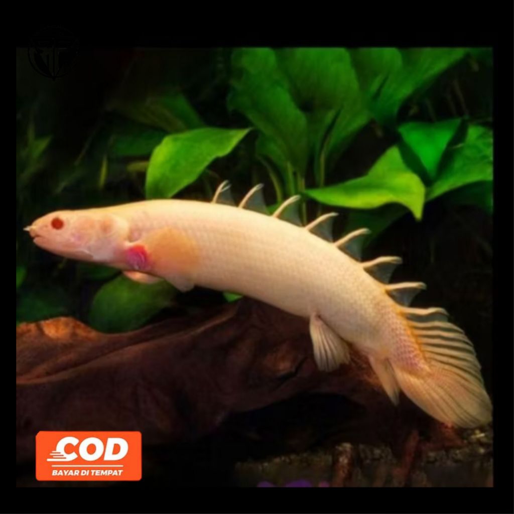 Palmas Ikan Palmas Albino Ikan Predator Tampilan Mewah (Polypterus Senegalus) Daya Tahan Kuat