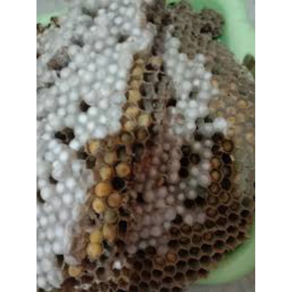 larva tawon vespa / tawon endas isi 80