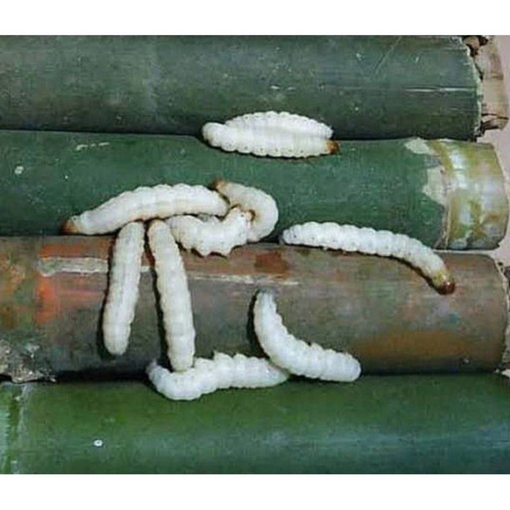 ULAT BAMBU ATAU ULAT GRANTANG