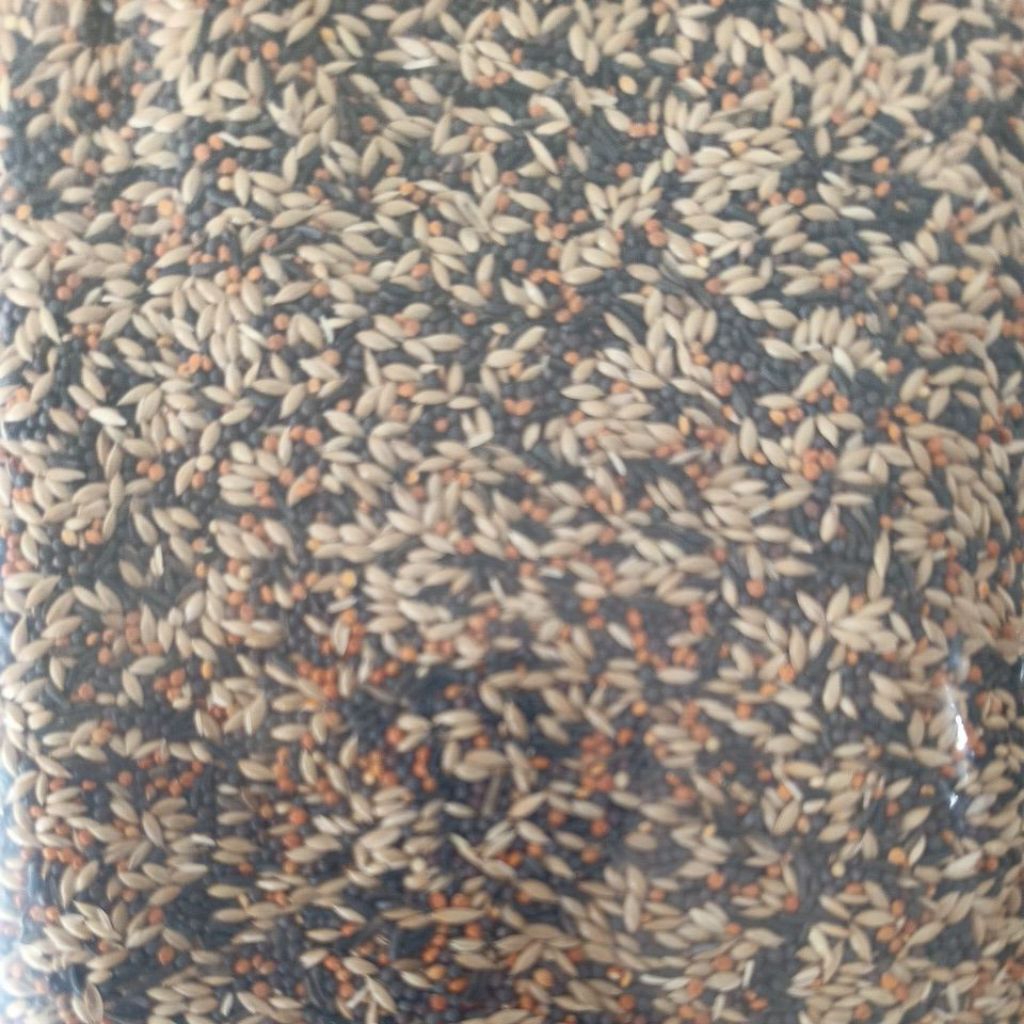 ( 1 Kg ) Kenari Seed Campur 4 Macam ( Kenari Seed, Niger Seed, Jewawut & Biji Sawi )