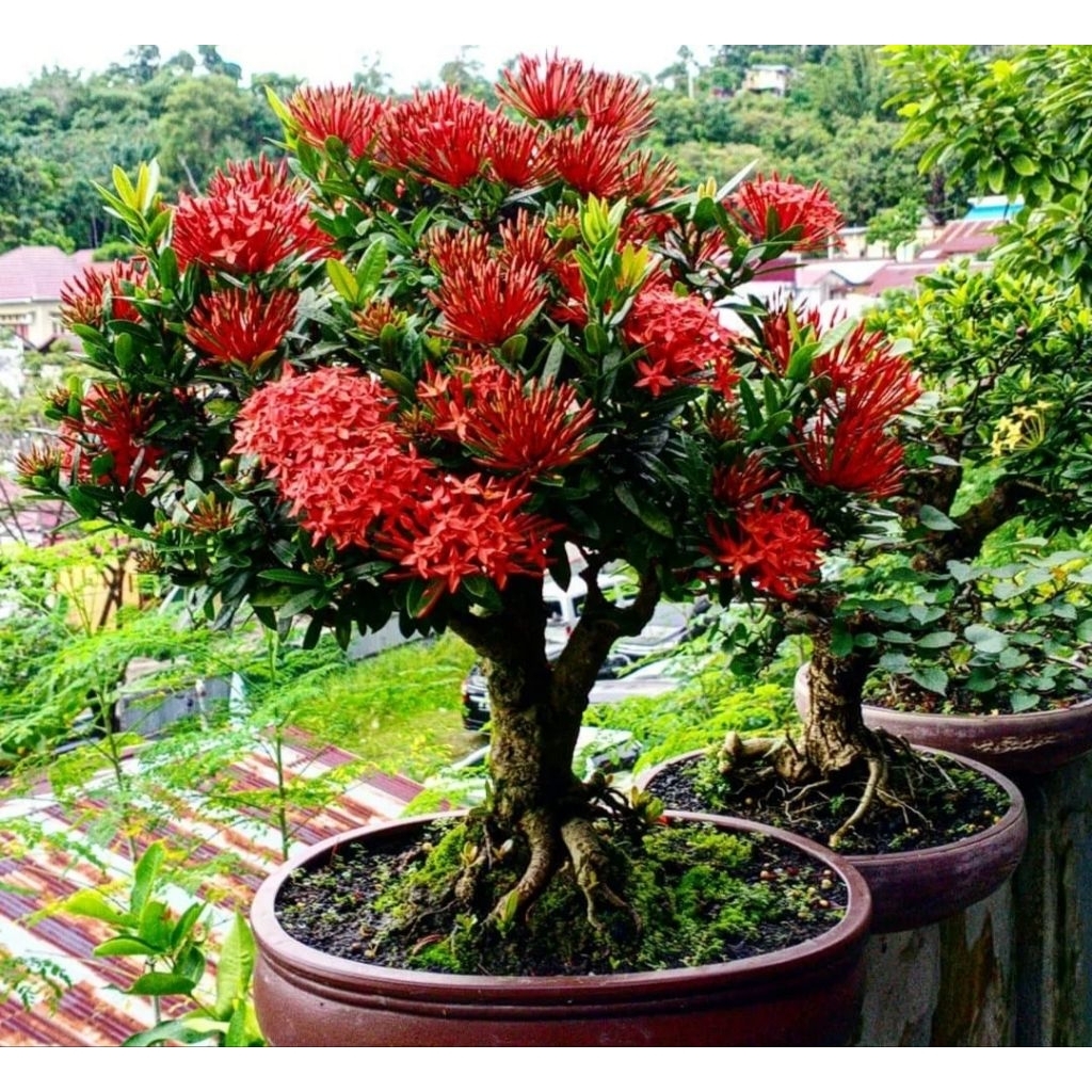 bonsai asoka merah bahan bonsai soka murah siap program