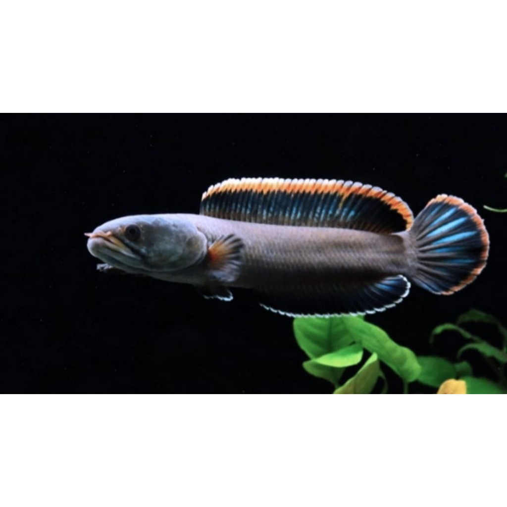 Channa Limbata - Rim Merah, Size 9-10cm