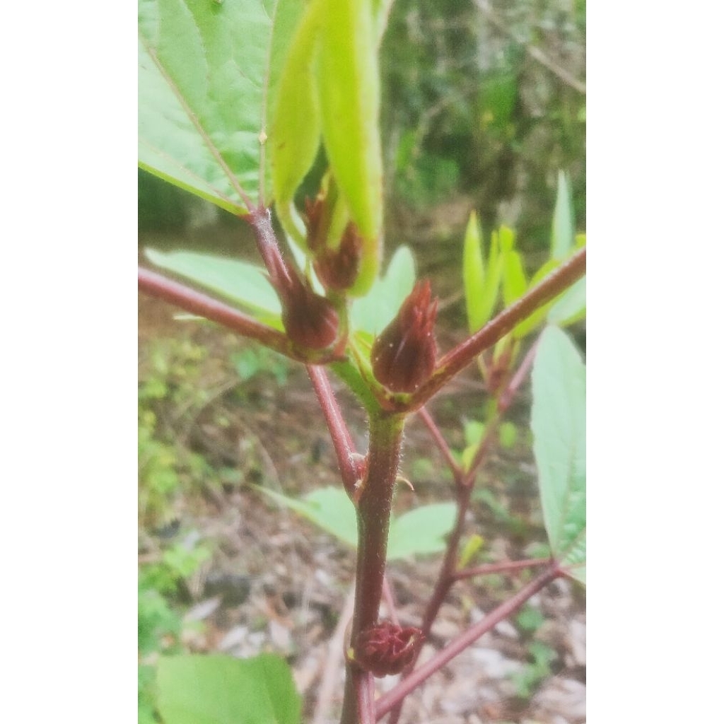 Bibit Tanaman Herbal Bunga Rosella Ungu dan Merah