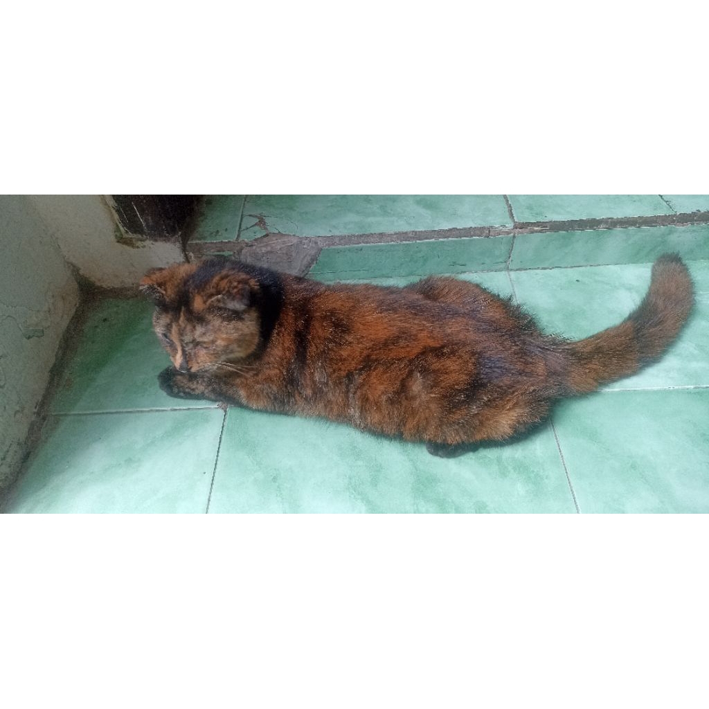 kucing Scottish fold betina waru