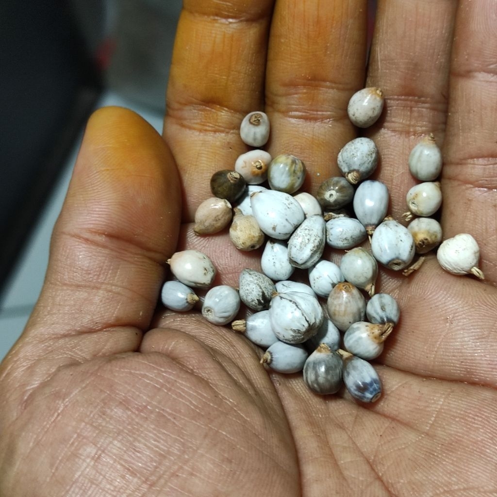 BIJI JALI KERAJINAN KALUNG GELANG 110 BUTIR LUBANG