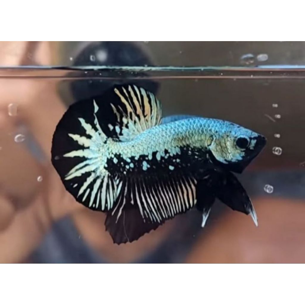 Cupang black samurai plakat sepasang