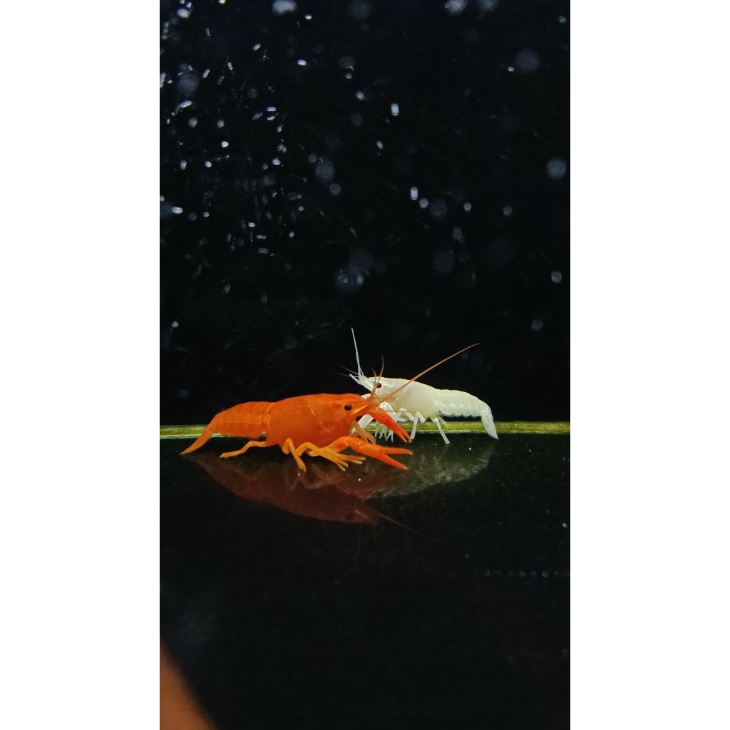 hiasan aquarium lobster hias