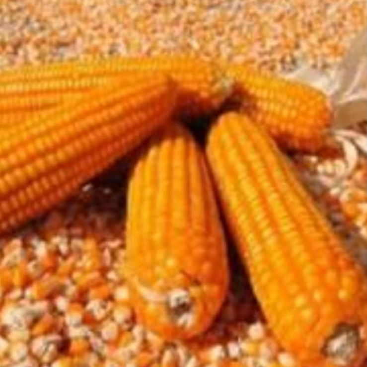 Jagung Janggel Utuh Kering Kualitas Unggul Eceran