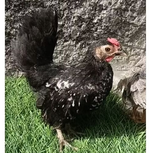 ayam kate jantan muda